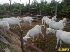 ��ɽ��Ʒ�ֽ��ܼ���ɽ����ֳǰ������