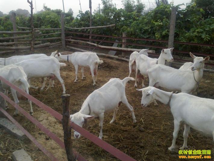 ��ɽ����ֳ