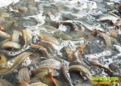 [ÿ��ũ��]���׷�������������С������