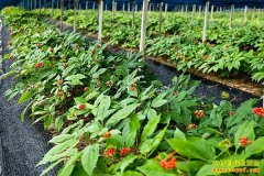 ���ּ�����Ů��������������˲���ֲ�¸�·