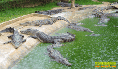 [ÿ��ũ��]����Ѫɱ�֡��������������Ƹ�