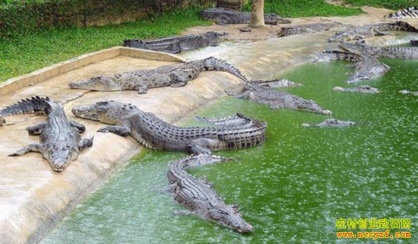 �㶫������Ī������ֳ�����¸�