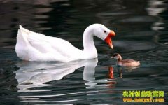 ����ǰ���������ֳ����Ҫ��