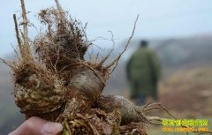 �꿧�������棺�꿧�۸��120Ԫ������1Ԫ/����