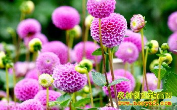 ��ʲô��׬Ǯ����ֲ�辰����ǰ����