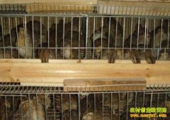 ������ֳǰ����������ֳ����Ҫ��