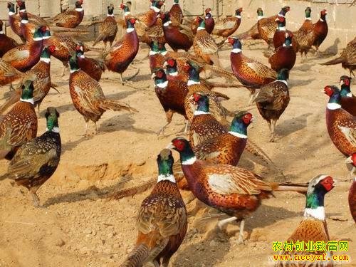 ������ֳҰ��