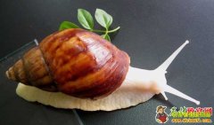 ������ţ��ֳ�ɱ��������