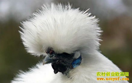 �ڹǼ���ֳǰ������ֳЧ�����