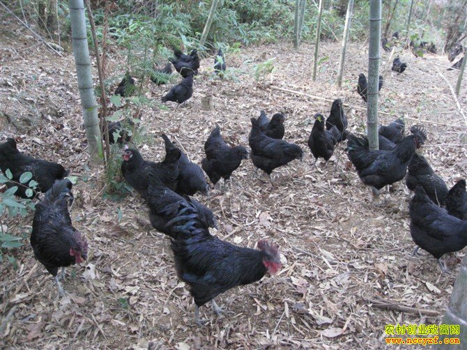 �ڹǼ���ֳЧ��