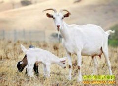 2016������Ч����ô��������۸���������