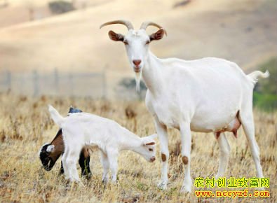 2016������Ч����ô