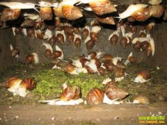 2016��ʲô������ֳ��Ŀǰ������׬Ǯ