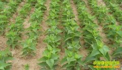 ��ֲ��ҩ��׬Ǯ�������ֺ���ҩ��