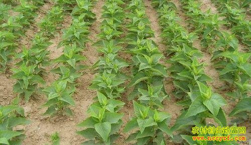 �ֺ�ҩ���������������