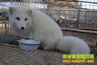 ���ɹŰ����������������¸�������20����Ԫ