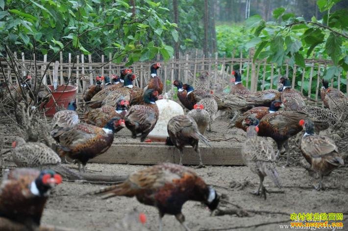 ɢ��ɽ��ͼƬ