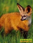 ���ɹŰ����������������¸�������20����Ԫ