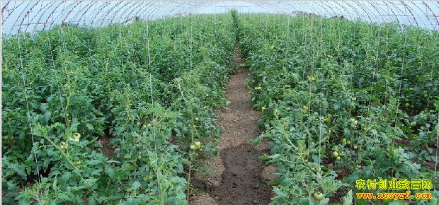 [ũ�����]������ʩ�������༼����Ƶ