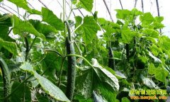 [ũ�����]������ʩ�ƹ����༼����Ƶ