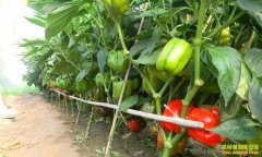 [ũ�����]���������������༼����Ƶ