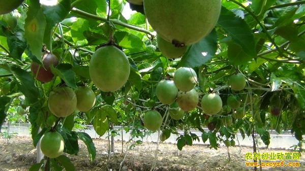 �������ֲ