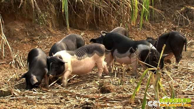 [�¸���]������ɫ��¡�׵������Ƹ���Ϯ