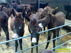 [ũ�����]����¿��ֳ������Ƶ