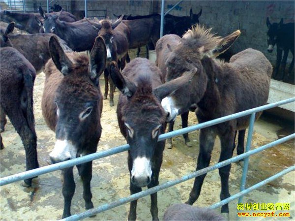 ����¿��ֳͼƬ