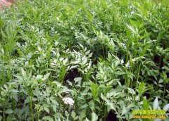 �����ӱߴ�ѧ��������ֲɽҰ���˳������¸�·