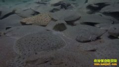 [�¸���]�����˳�����ӯ��ֳ�౦�������Ķ��Ƹ�