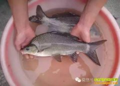 [ũ�����]��ԭ����ֳ������Ƶ