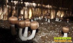 �ݹ���ֲǰ������ֲ����