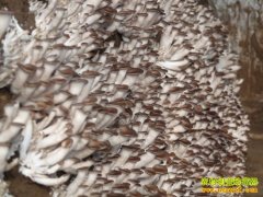 ������ֲʲôʳ�þ��ã����ڹ�����������