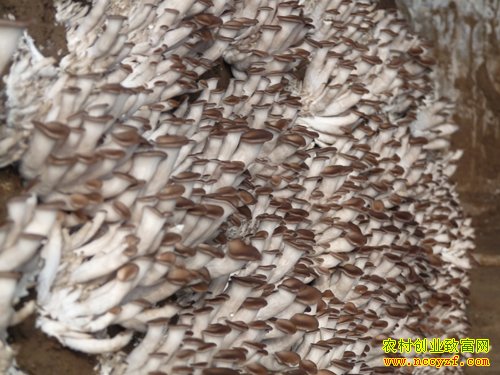 ������ֲʲôʳ�þ���