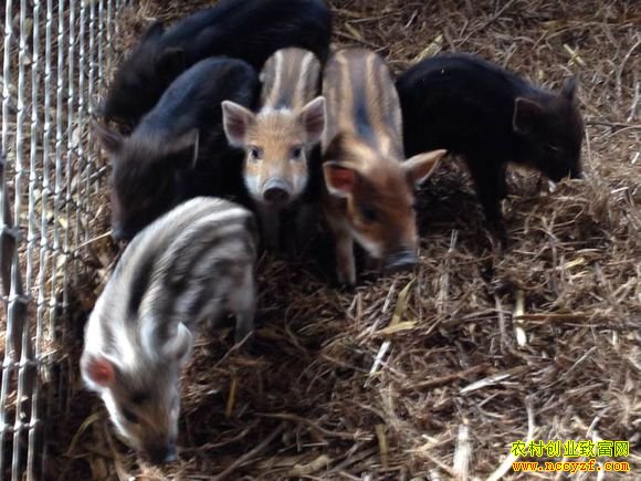 �������ݵ���̨¢������ֳ�¸���Ŀ��Ƶ���˹���Ұ�� �г�������