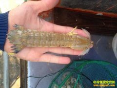 [ÿ��ũ��]��ζϺ���Ѳ�������