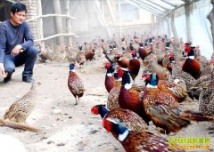 ����������ɵ��߲�ɽ���¸���