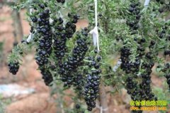 ɽ���ٹ������μ���ֺ����Ķ׬10��Ԫ