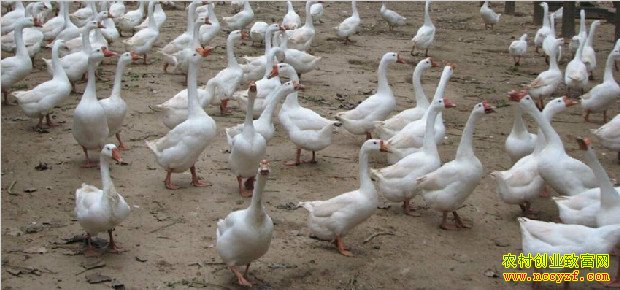 �������������������ֳ��׶�ʵ���¸���