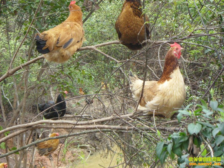 �����ڹ�԰ɢ������