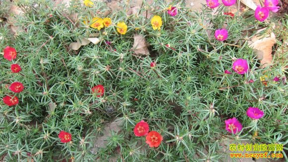 ������һ��԰�ء���Ӫ�������ֳ�ǧ��Ƹ�