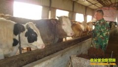 �������ʺ���Ƽ������ιţ��������ţ�¸�·