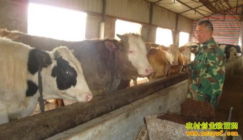 �������ʺ���Ƽ������ιţ��������ţ�¸�·