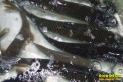 [ÿ��ũ��]��ˮ��ֳ���������ü�Ǯ