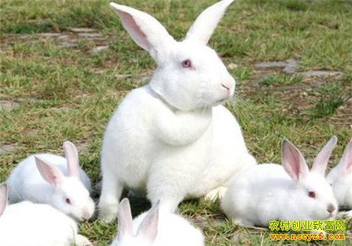 ��������ͼƬ