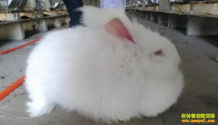 ʯ����ë��