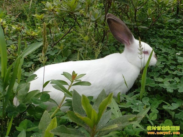 ��������ϵ��