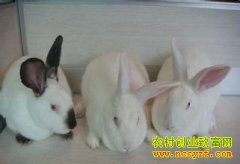 ������׬Ǯ������������ֳЧ���