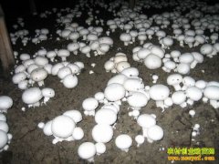 [ÿ��ũ��]˫�߹�����ʱ����